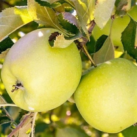 Mutsu alma szabadgyökerű gyümölcsfa