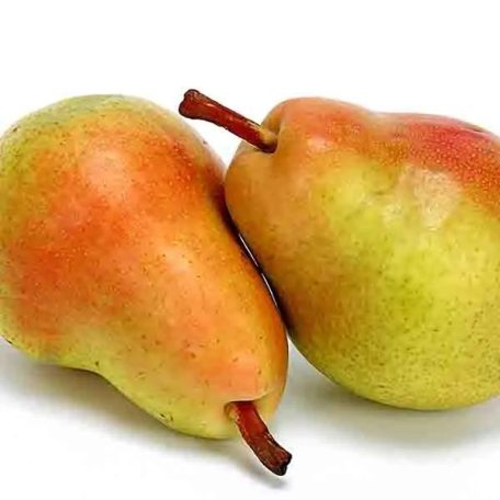 Clapp kedveltje körte szabadgyökerű gyümölcsfa