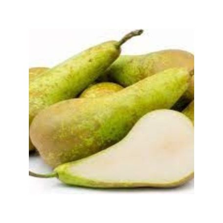 Conference körte szabadgyökerű gyümölcsfa