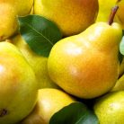 Hardenpont körte szabadgyökerű gyümölcsfa