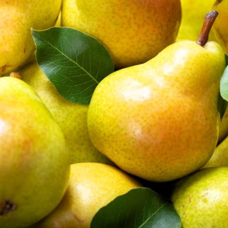 Hardenpont körte szabadgyökerű gyümölcsfa