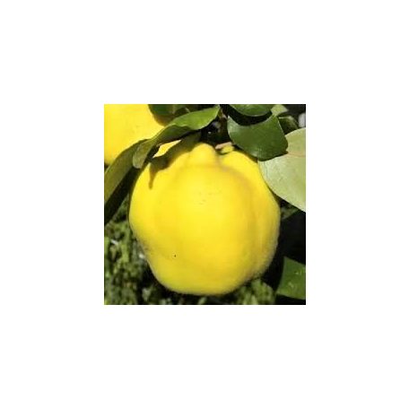 Bereczki bőtermő birs szabadgyökerű gyümölcsfa