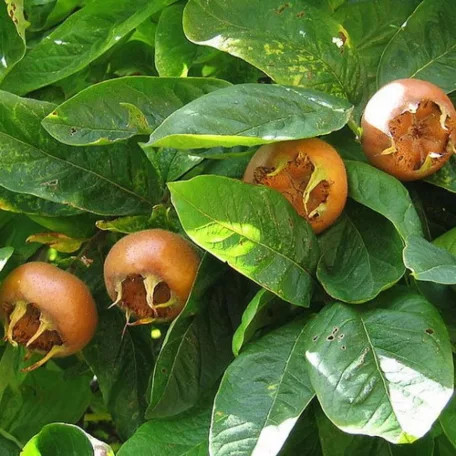 Hollandi óriás naspolya szabadgyökerű gyümölcsfa