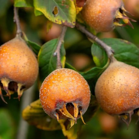 Szentesi rózsa naspolya szabadgyökerű gyümölcsfa