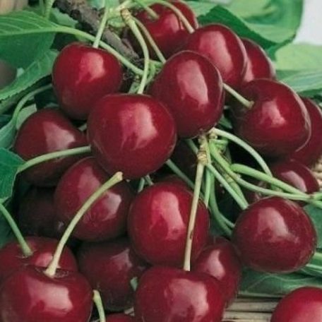 Bigarreau Burlat cseresznye szabadgyökerű gyümölcsfa