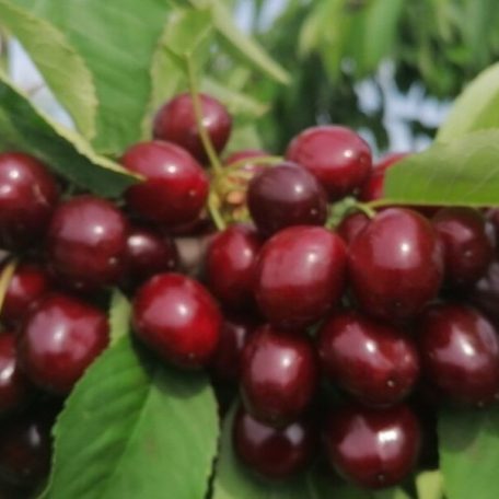 Katalin cseresznye szabadgyökerű gyümölcsfa