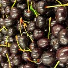 Szomolyai fekete cseresznye szabadgyökerű gyümölcsfa