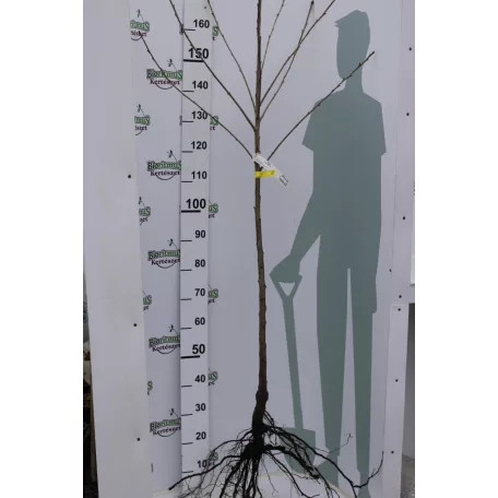 Szomolyai fekete cseresznye szabadgyökerű gyümölcsfa