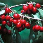 Van cseresznye szabadgyökerű gyümölcsfa