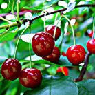 Cigánymeggy szabadgyökerű gyümölcsfa