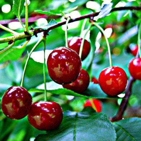 Cigánymeggy szabadgyökerű gyümölcsfa