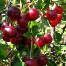 Csengődi meggy szabadgyökerű gyümölcsfa