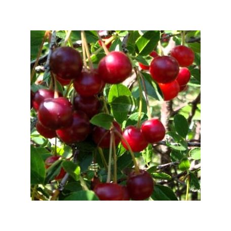 Csengődi meggy szabadgyökerű gyümölcsfa