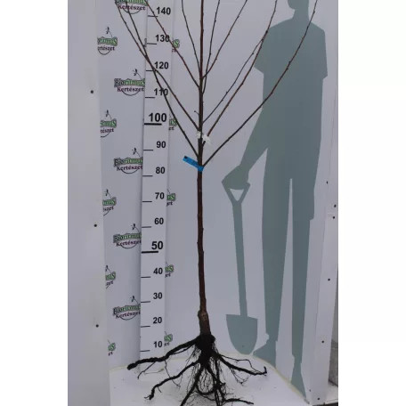 Csengődi meggy szabadgyökerű gyümölcsfa