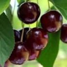 Érdi nagygyümölcsű meggy szabadgyökerű gyümölcsfa