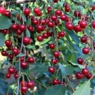 Újfehértói fürtös meggy szabadgyökerű gyümölcsfa