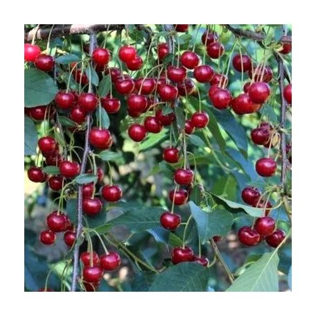 Újfehértói fürtös meggy szabadgyökerű gyümölcsfa