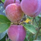 Althann ringló szilva szabadgyökerű