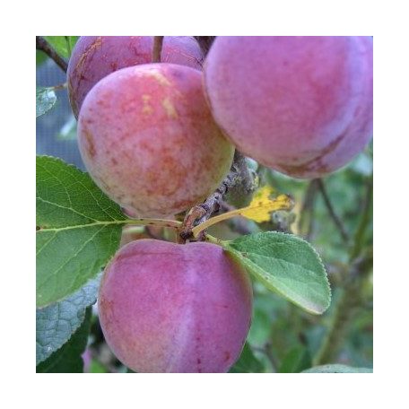 Althann ringló szilva szabadgyökerű