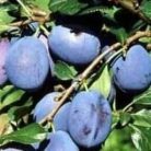 Besztercei Nm.122 szilva szabadgyökerű gyümölcsfa