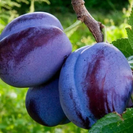 Cacanska lepotica szilva szabadagyökerű gyümölcsfa