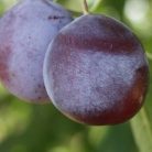 Debreceni muskotály szilva szabadgyökerű gyümölcsfa