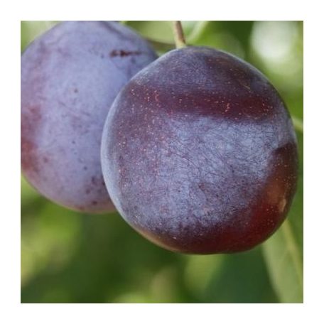 Debreceni muskotály szilva szabadgyökerű gyümölcsfa