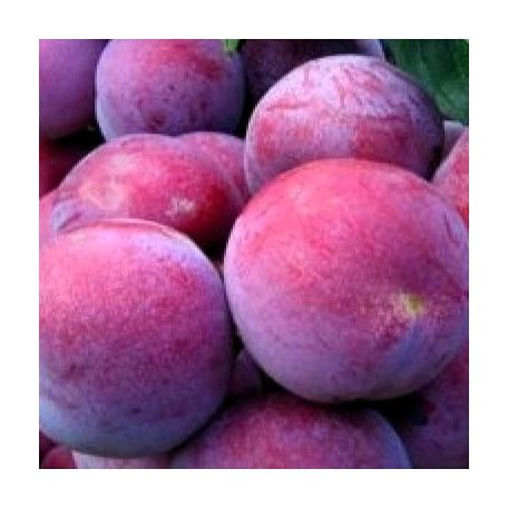 Sermina ringló szilva szabadgyökerű gyümölcsfa