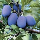 Stanley szilva szabadgyökerű gyümölcsfa