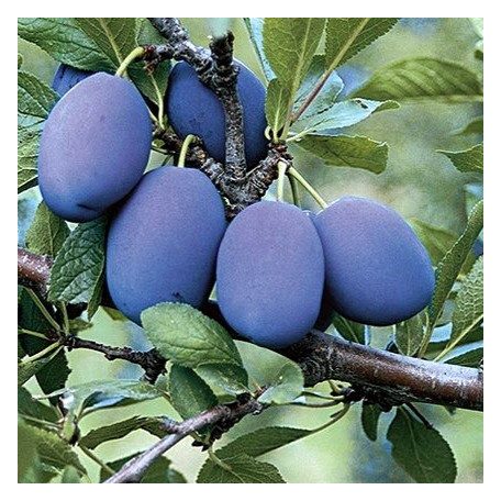 Stanley szilva szabadgyökerű gyümölcsfa