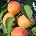 Bergeron kajszi szabadgyökerű gyümölcsfa