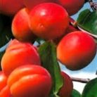 Bhart Orangered kajszi szabadgyökerű gyümölcsfa