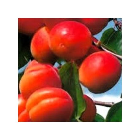 Bhart Orangered kajszi szabadgyökerű gyümölcsfa