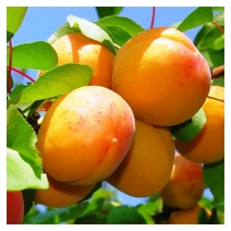 Ceglédi arany kajszi szabadgyökerű gyümölcsfa