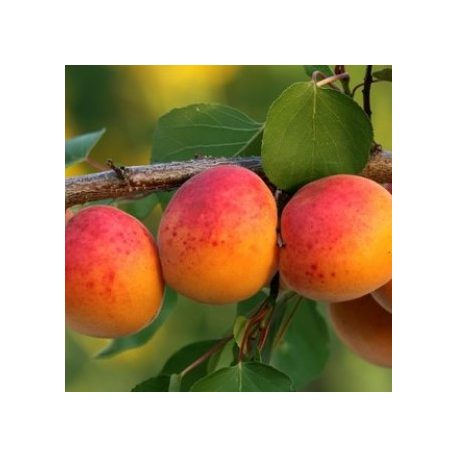 Ceglédi bíbor kajszi szabadgyökerű gyümölcsfa