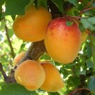 Mandulakajszi kajszi szabadgyökerű gyümölcsfa