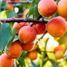 Pannónia kajszi szabadgyökerű gyümölcsfa