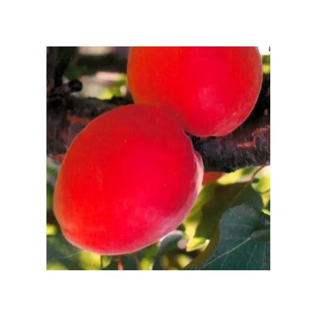 Roxana kajszi szabadgyökerű gyümölcsfa