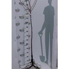 Roxana kajszi szabadgyökerű gyümölcsfa