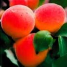 Rózsakajszi kajszi szabadgyökerű gyümölcsfa