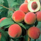 Champion őszibarack szabadgyökerű gyümölcsfa