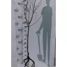 Mariska őszibarack szabadgyökerű gyümölcsfa