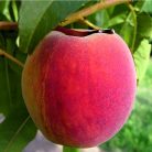 Redhaven őszibarack szabadgyökerű gyümölcsfa