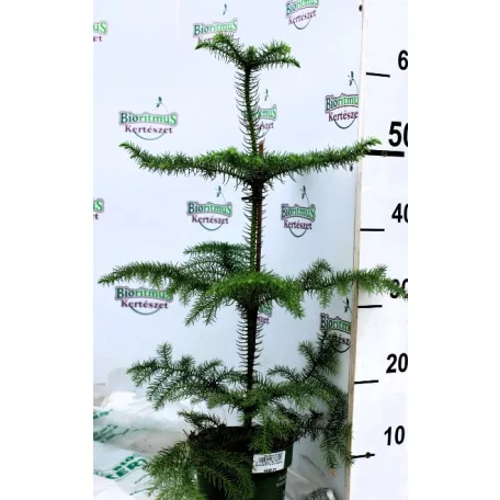 Szobafenyő Araucaria heterophylla 14 cm cserép