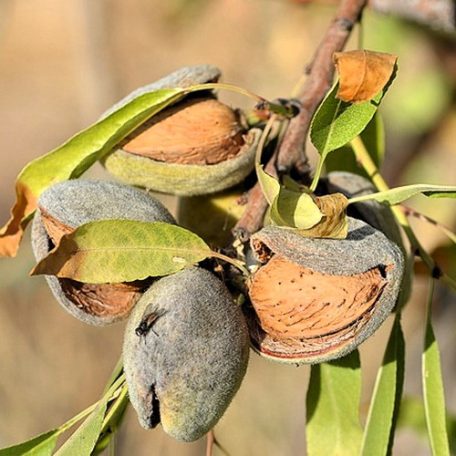 Tétényi rekord szabadgyökerű
