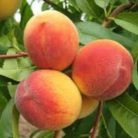 Early Redhaven őszibarack szabadgyökerű