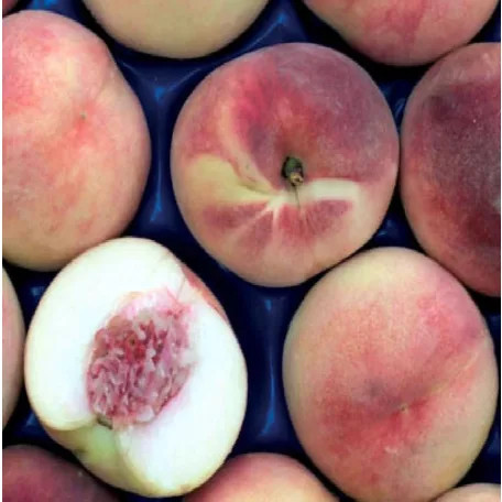 Maria Bianca őszibarack szabadgyökerű