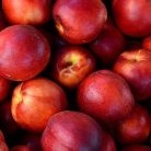 Andosa nektarin szabadgyökerű gyümölcsfa