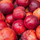 Flavortop nektarin szabadgyökerű