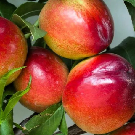 Venus nektarin szabadgyökerű